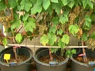 LABORATORIO VINO (10)  LEADOR BOSQUE